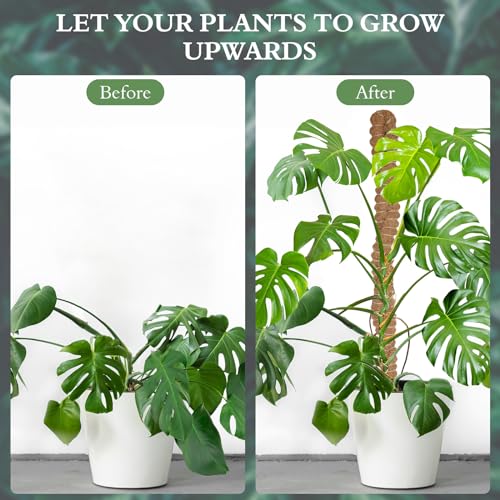 2 Pack 25 Inch Coco Coir Moss Poles for Climbing Indoor Plants - Handmade Plant Support for Creepers to Grow Upwards - view 2