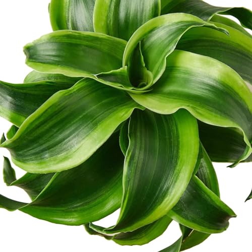 Dracaena Tornado Live Plant for Indoor | Houseplants in 4'' & 6'' Pot - view 5
