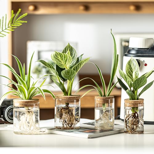 Glass Plant Propagation Stations for Plants – Set of 4(2 Large & 2 Small) Hydroponic Vases for Plant Cuttings,Flower Arrangements, Home & Office Decor–Desktop Vases for Living Room, Bedroom (4) - view 3