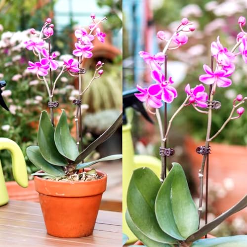 400PCS Plant Clips, Orchid Clips Plant Orchid Support Clips Flower and Vine Clips for Supporting Stems Vines Grow Upright Dark Brown - view 5