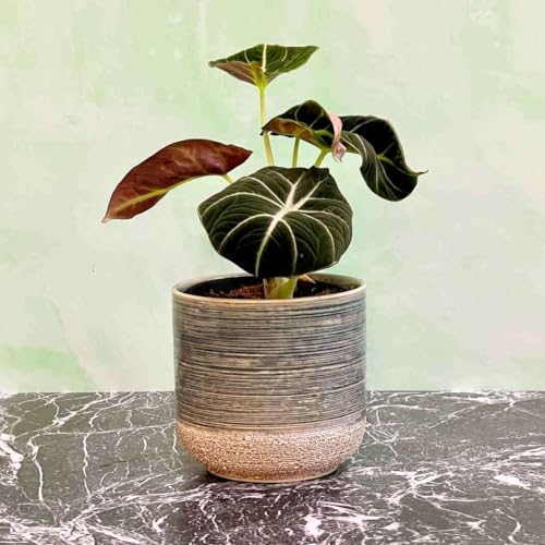 Alocasia Reginula Black Velvet Live Plant | Houseplants in 4'' & 6'' Pot - view 2