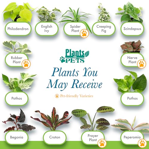 Easy to Grow Houseplants (6PK), Live House Plants in Plant Containers, Growers Choice Plant Set in Planters with Potting Soil Mix, Home Decor Planting Kit or Outdoor Garden Gifts - view 5