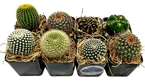 Live Mini Cactus Plants (8 Pack), Assorted Potted Cacti Variety Pack
