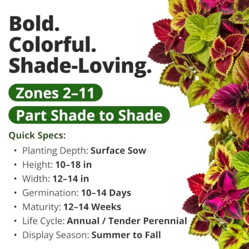 Premium 4 Varieties Bonsai Tree Starter & Rainbow Mix Coleus 400 & Wild Petunia 6,000 & Candytuft Dwarf Fairy 500 Seeds Kit - view 5