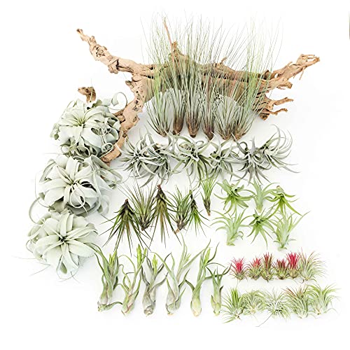 48 Air Plant Variety Pack - Live Tillandsia Succulent House Plants - Wholesale and Bulk - Home and Garden Decor - Easy Care Indoor and Outdoor Plants - view 2