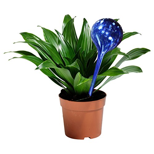 Aqua Plant Watering Globes - Automatic Watering Ball Bulbs - Self Watering Plant Glass Bulbs System (16, Small) - view 6