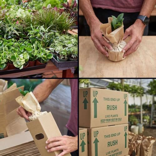 Peperomia Hope Live Plant for Indoor | Houseplants in 4'' & 6'' Pot - view 4