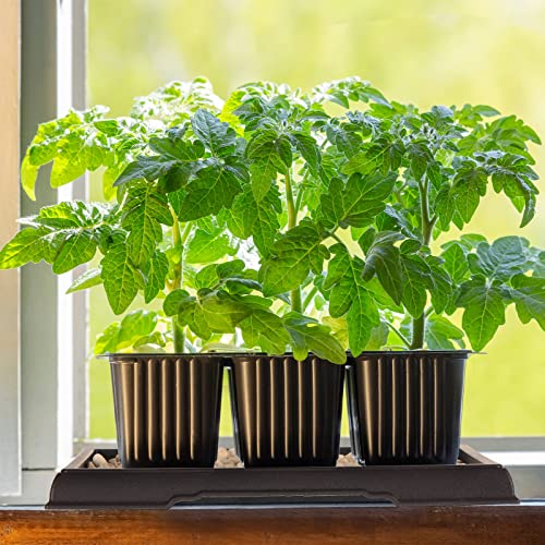 2 Pcs Bonsai Humidity Tray for Indoor Plants,7.8 X 5.5 Inch - view 3