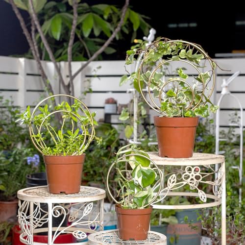Hoya Trellis for Indoor Plants - 3PCS Stylish Metal Plant Supports - view 2