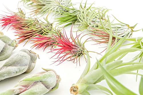 48 Air Plant Variety Pack - Live Tillandsia Succulent House Plants - Wholesale and Bulk - Home and Garden Decor - Easy Care Indoor and Outdoor Plants - view 3