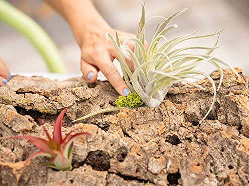 3 Small Chunk Natural Cork Bark DIY Kit with Three Assorted Air Plants, Glue and Hook - Live Tillandsia Succulent House Plant - Wholesale and Bulk - Easy Care Indoor and Outdoor Plants - view 5