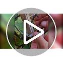 300 Pcs Plant Clips - Plastic Plant Clips for Climbing Plants,Reusable Plant Support Clips for Tomatoes, Vines,Cucumbers, and Climbing Plants,Gentle & Secure Garden Clips for Indoor & Outdoor Use - view 7