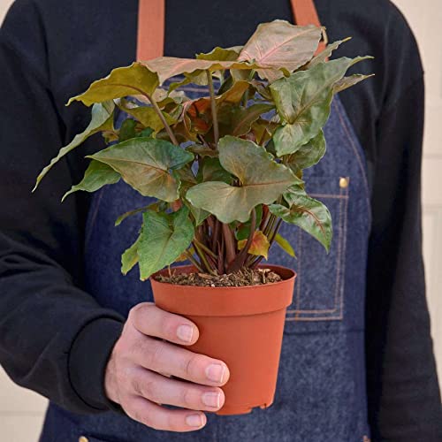 Syngonium Merry Live Plant for Indoor | Houseplants in 4'' & 6'' Pot - view 2