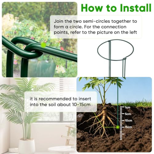 Peony Cages and Supports 24" H x 10" W, 8 Pack Tall Snake Plant Support Stake Half Round Metal Garden Stake for Indoor and Outdoor Plants, Flower Support Ring Border for Tomato,Hydrangea,Rose - view 3