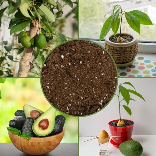 Avocado Tree Potting Soil Mix (12 Quarts) for Germinating, Growing and Repotting Avocado Plants - view 6