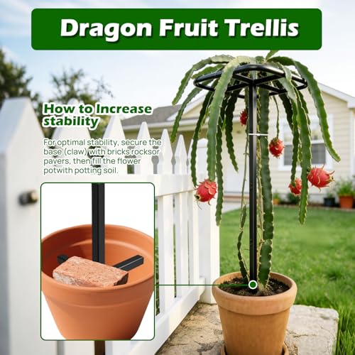 Extra Thick Adjustable Dragon Fruit Trellis, Metal Plant Trellis - view 2