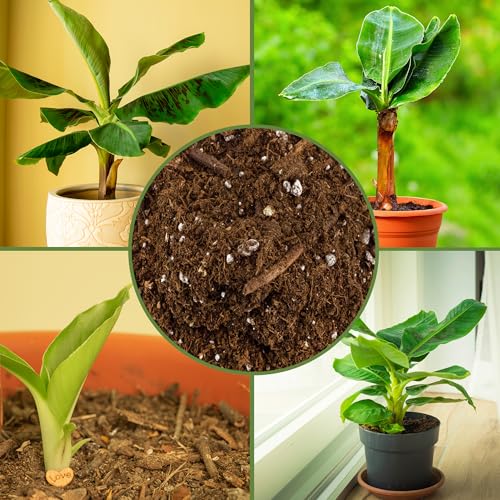 Banana Tree Potting Soil Mix (12 Quarts) – Hand-Blended Indoor/Outdoor Mix for Healthy Banana Plants – Enhances Drainage & Root Support – Made in USA - view 6