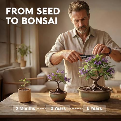 Bonsai Starter Kit – Growing Jacaranda Bonzai Tree - view 2