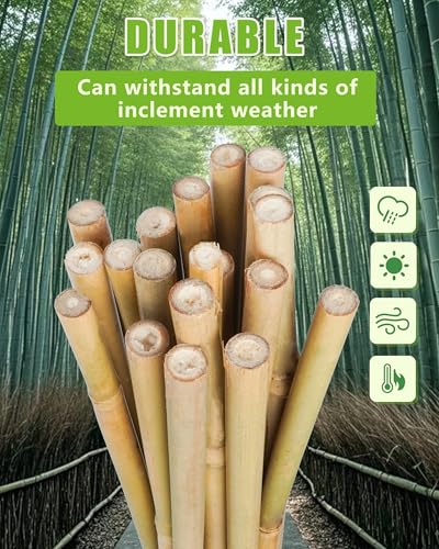 Natural Bamboo Plant Stake, 2FT, 30Pcs - view 5