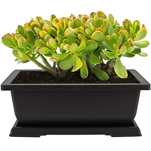 4 Pack Large Plastic Bonsai Pots, 11.5 Inch Rectangular Built in Mesh Bonsai Training Pots with Trays, Plant Flower Tree Growing Bonsai Planter for Garden Supplies, Yard, Office, Room, Balcony - view 7