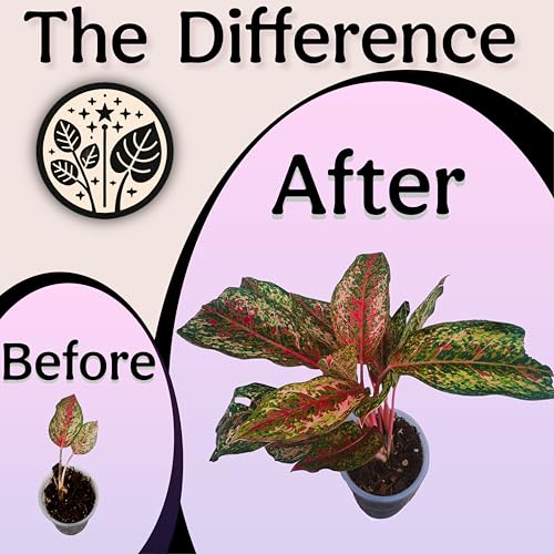 Craft Houseplant Potting Mix, Organic Indoor Potting Soil for House Plants, Chunky Well Draining Plant Soil for Pothos, Snake Plant & Tropical Plants, Peat Free, 2 Quart - view 4