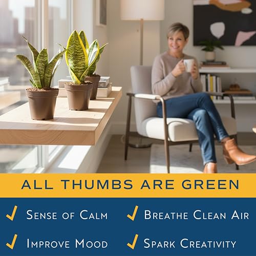 Snake Plant, Live Indoor Plants, Easy Care 3-Pack - view 5