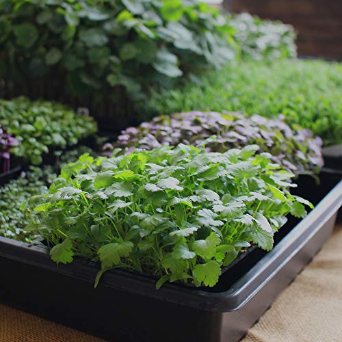 Minute Soil - Compressed Coco Coir Fiber Grow Medium - 3 Bricks = 4.5 Gallons of Potting Soil - Seed Starting, Gardening, House Plants, Flowers, Microgreens, Wheatgrass - Add Water - Peat Free - OMRI - view 6