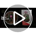 Professional Cactus Soil Mix Large 2.2 Quarts Ready to Use, Premium Fast Draining Potting Soil for Cactus and Succulents, Peat Moss Coco Coir Perlite Dolomite Blend Indoor Plant Soil Made in USA - view 7