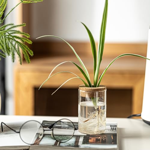 Glass Plant Propagation Stations for Plants – Set of 4(2 Large & 2 Small) Hydroponic Vases for Plant Cuttings,Flower Arrangements, Home & Office Decor–Desktop Vases for Living Room, Bedroom (4) - view 5