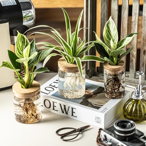 Plant Propagation Station,Hydroponic Glass Container Vase 2 Sizes Planter Propagated Jars for Desks, Houses, Garden Decorations,Home Kitchen Decorations and Gifts cu.20.5 (6pcs) - view 6