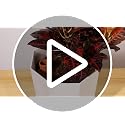Terracotta Ollas Watering Pots, 2 PCS Slow Release Plant Watering Globes Terracotta Self Watering Planter Insert, Holds 15 Oz Water Automatic Watering System for Potted Plants While On Vacation - view 7