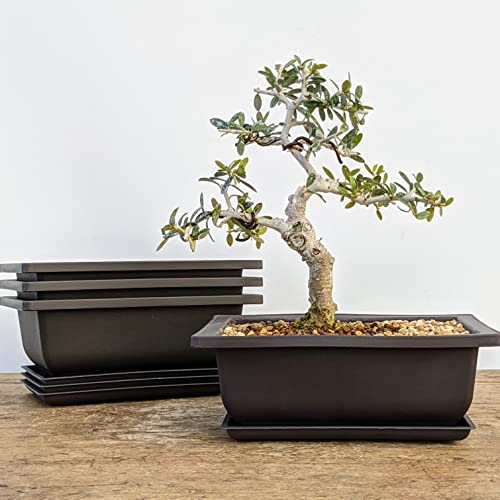 Shallow Bonsai Pots with Drainage Holes and Trays, 6 Inch Training, 3 Pack - view 6