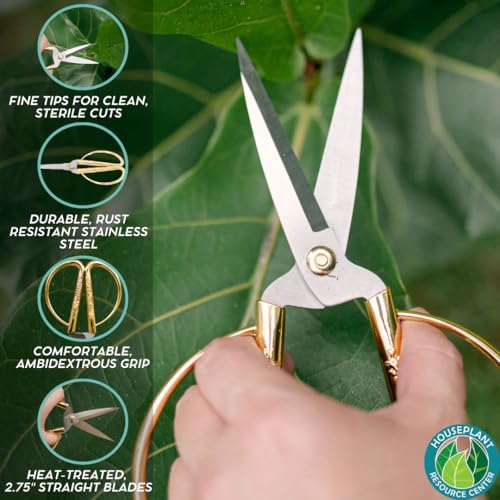 Fiddle Leaf Fig Notching Bundle - view 5