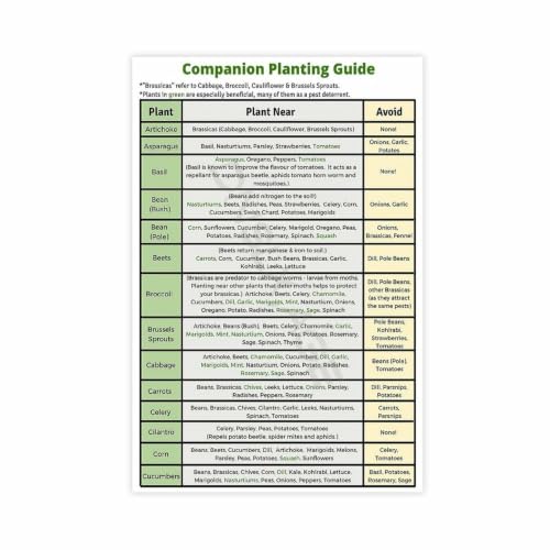 Companion Planting Guide Poster Plantings Types (6)