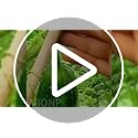 Plant Support Clips Reusable Garden Clips, Secured Plastic Plant Clips, Tomato Support Clips for String Trellis for Climbing Plants Outdoor Indoor Plant Flowers Stem Vine Fixing Clips (300, Green) - view 7