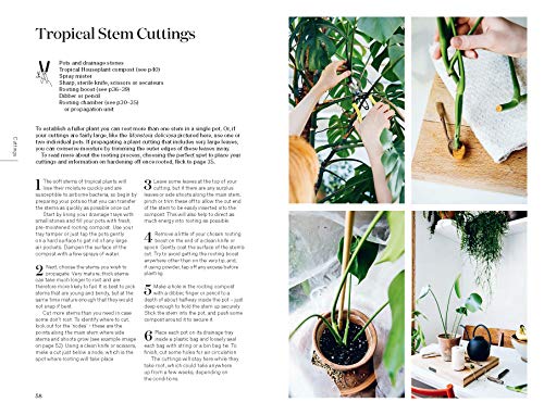 Root, Nurture, Grow: The Essential Guide to Propagating and Sharing Houseplants - view 5