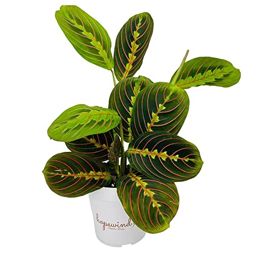 Red Prayer Plant, Red Maranta, Gorgeous Live Indoor Plant, Easy to Care and Rare Variety 4 inch Pot