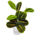 Red Prayer Plant, Red Maranta, Gorgeous Live Indoor Plant, Easy to Care and Rare Variety 4 inch Pot