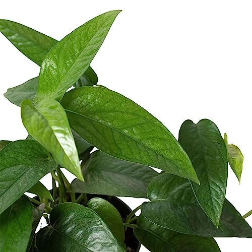 Cebu Blue Pothos (Epipremnum pinnatum 'Cebu Blue') Live Plant in 4'' Pot - view 3
