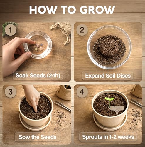 Bonsai Starter Kit – Growing Jacaranda Bonzai Tree - view 3