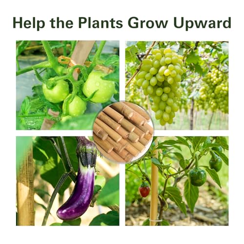 30pcs Bamboo Stakes 4FT, 1/2" D Thicker Garden Stakes Multi-Purpose, Plant Stakes for Tomatoes, Beans, Cucumbers, Peppers, Flowers, Potted, Maintain the Plant Posture, Strengthen and Stem - view 4