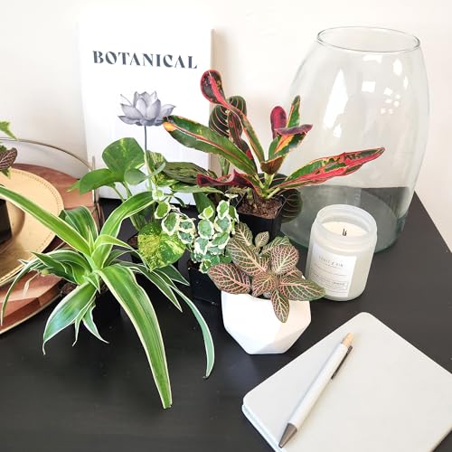 Easy to Grow Houseplants (6PK), Live House Plants in Plant Containers, Growers Choice Plant Set in Planters with Potting Soil Mix, Home Decor Planting Kit or Outdoor Garden Gifts - view 4
