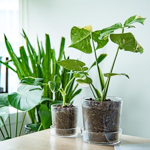 4.5 Inch 6.5 Inch Clear Acrylic Houseplants Planter Pot with Tray, Orchid Pot with Drainage Holes, Deep Saucer for Bottom Watering, Transparent Containers for Indoor Plants, Herbs, 91-B-W - view 2