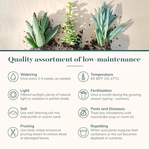 Spring Beauties Bulk Succulent Plant Pack – Live Mini Succulent Plants, Bright Colorful Mix, Easy Care Houseplants – Gardening, Terrariums, Gifts & Party Favors, 2" Pots - view 6