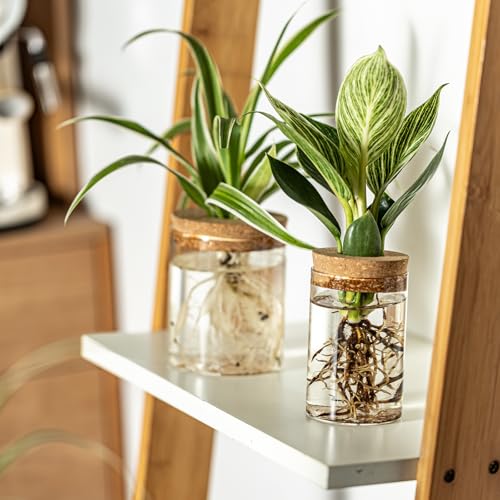 Glass Plant Propagation Station Set of 6, Modern Desktop Flower Vase for Succulent Cuttings, Home Office Decoration, Ideal Housewarming Gift for Living Room, Bedroom - view 4