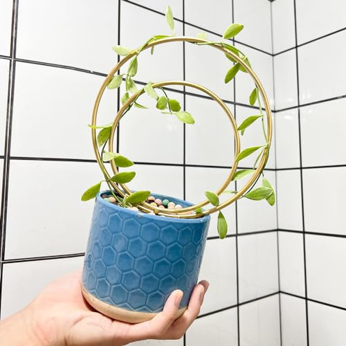 Hoya Trellis for Indoor Plants - 3PCS Stylish Metal Plant Supports - view 6