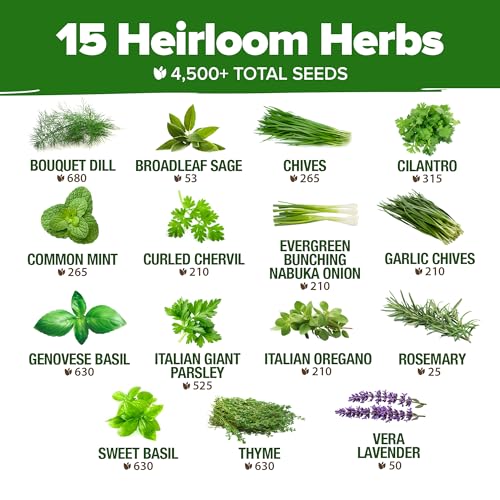 4-Pack Herb Seeds Bundle – 15 Culinary Herbs (4,500+), White Sage (646), Rosemary (300), Thai Basil (876) – Non-GMO, USA Heirloom Indoor Outdoor Garden Kit for Growing Fresh Herbs - view 6