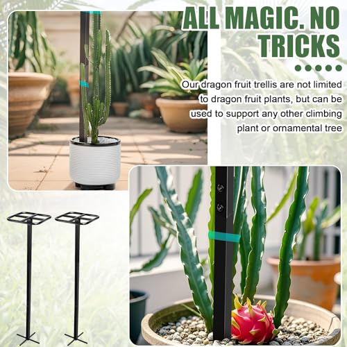 2 Pack 60 Inch Dragon Fruit Trellis Adjustable Garden Metal Plant Climbing Support with Wide Stretch Ties for Outdoor Vertical Gardens Vining Plants - view 6