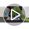 Bonsai All-Purpose Fertilizer by The Bonsai Supply – 1.8 Lbs | Quick Results | Micro Nutrients for Vital Tree Health - view 7