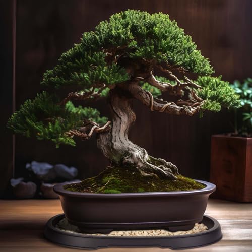 2 Pcs Bonsai Humidity Drip Tray for Plants,12.7 x 8.3 Inch - view 2